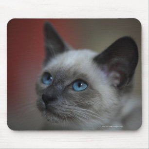 Siamese kitten muismat