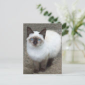 Siamese Kitten Photo Briefkaart (Staand voorkant)