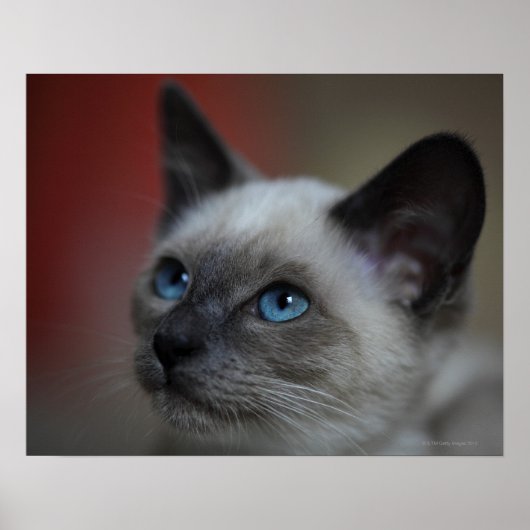 Siamese kitten poster (Voorkant)