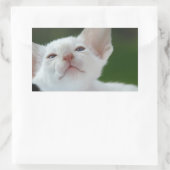 Siamese kitten rechthoekige sticker (Tas)