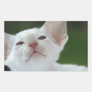 Siamese kitten rechthoekige sticker