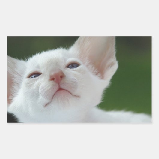 Siamese kitten rechthoekige sticker (Voorkant)