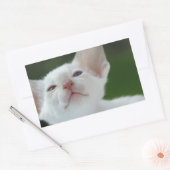 Siamese kitten rechthoekige sticker (Envelop)