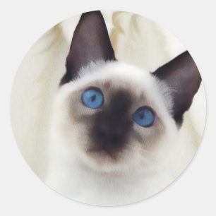 Siamese Kitten Ronde Sticker
