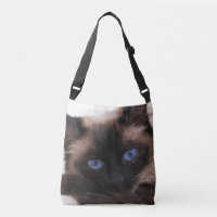 Siamese Kitten Sweetie Face