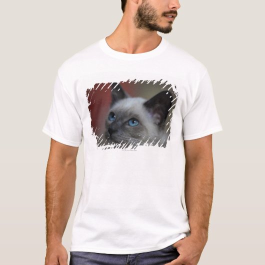 Siamese kitten t-shirt (Voorkant)