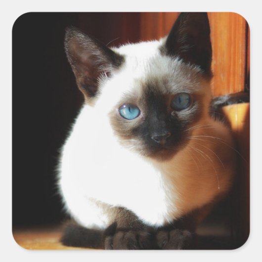 Siamese Kitten Vierkante Sticker (Voorkant)