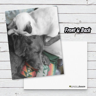Siamese Kitten woont liefdevol op het hoofd van La Briefkaart