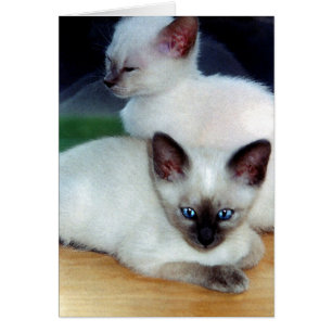 Siamese Kittens Kaart