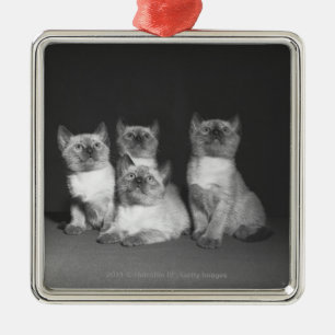 Siamese kittens kijken naar B&W Metalen Ornament