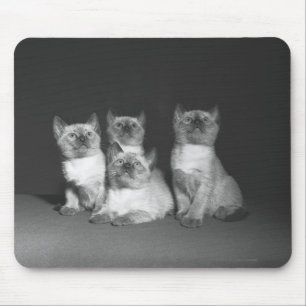 Siamese kittens kijken naar B&W Muismat
