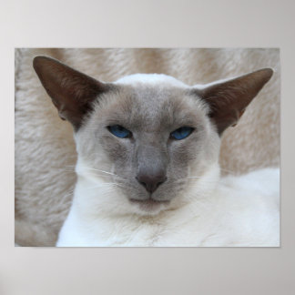 Siamese Kitty Cat  Poster