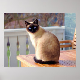 Siamese Kitty Cat Poster