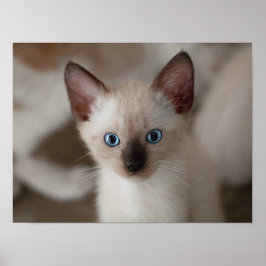 Siamese Kitty Cat Poster