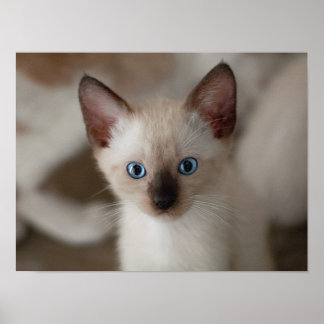 Siamese Kitty Cat  Poster