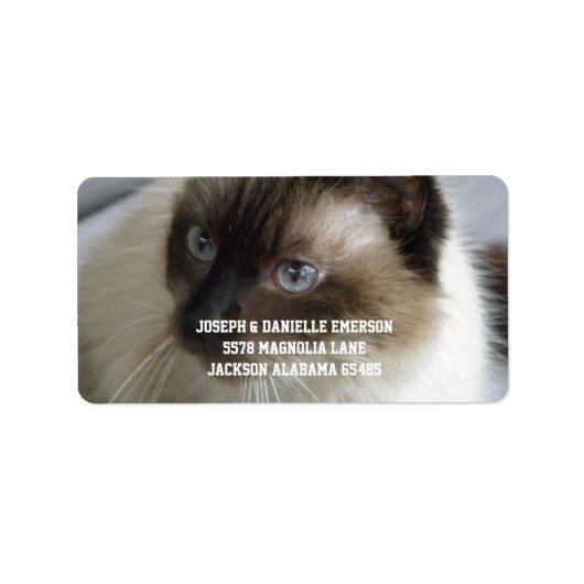Siamese Kitty Étiquettes de adresse (Devant)