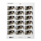 Siamese Kitty Étiquettes de adresse (Feuille entière)