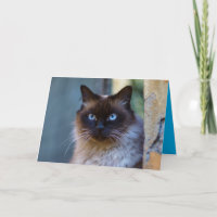 Siamese Kitty Kat Cute Aanpasbare Kaart