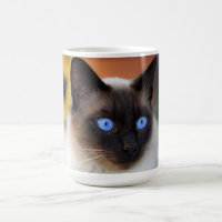 Siamese kitty kat met mooie grote blauwe ogen