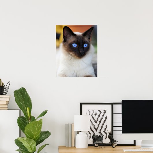 Siamese kitty kat met mooie grote blauwe ogen poster (Thuiskantoor)