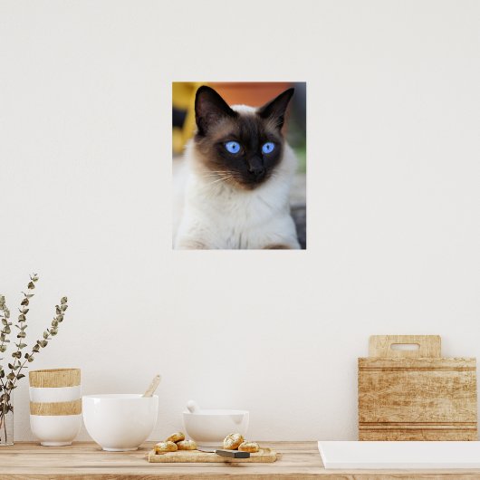 Siamese kitty kat met mooie grote blauwe ogen poster (Keuken)