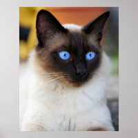 Siamese kitty kat met mooie grote blauwe ogen