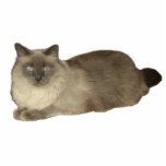 Siamese Mix Chat Photo Sculpture<br><div class="desc">Une sculpture photographique d'un chat mixte siamois fait un grand cadeau pour les amoureux de les chats</div>