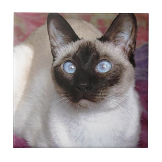 SIAMESE SCHOONHEID TEGELTJE (Voorkant)