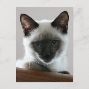 Siamese Stare Briefkaart