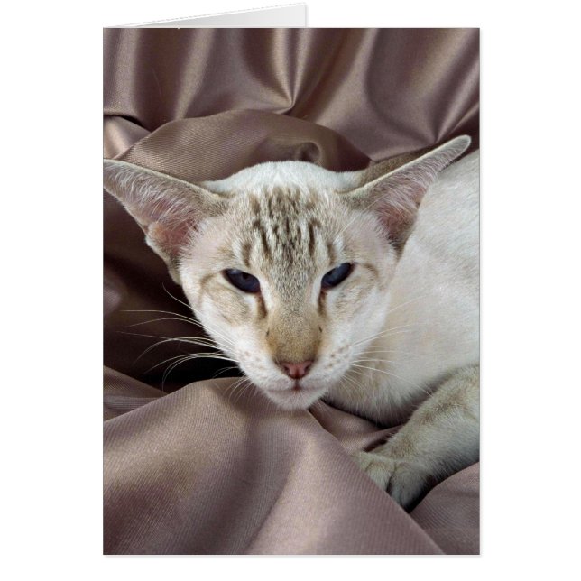 Siamese, tabby au chocolat (Devant)