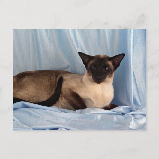 Siamese, zeehondenpunt briefkaart (Voorkant)