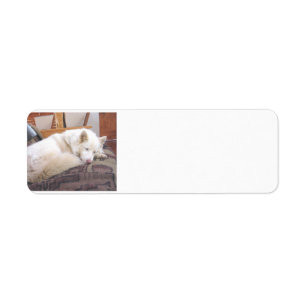 siberiaans husky white slapen etiket