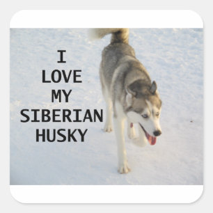 siberiaanse husky grijs en witte liefde met pic vierkante sticker