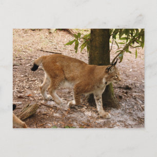 siberiaanse lynx 031 briefkaart