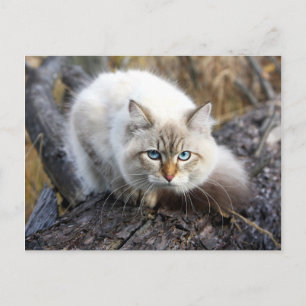 Siberian Cat In A Autumn Forest Briefkaart