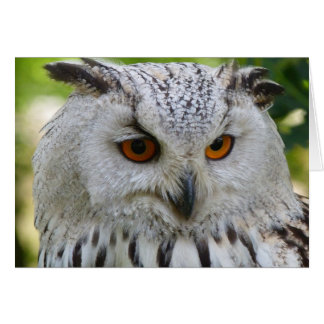 Siberian Eagle Owl