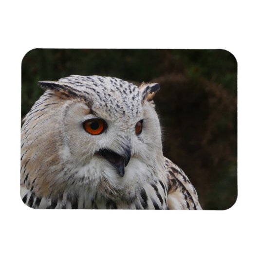 Siberian Eagle Owl Magnet Magneet (Horizontaal)