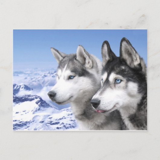 Siberian Huskies Briefkaart (Voorkant)
