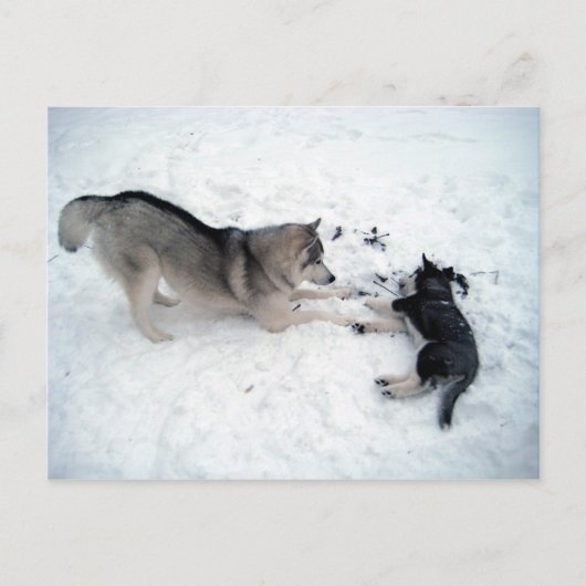 Siberian Huskies Briefkaart (Voorkant)