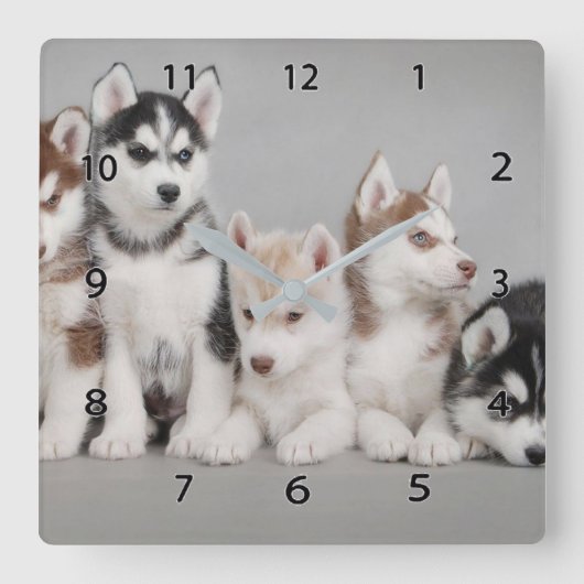 Siberian Huskies Square Wall klok (Voorkant)