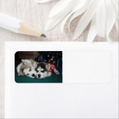 Siberian Husky Address labs Etiket (Insitu)
