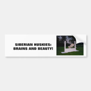 Siberian HUSKY Agility Bumpersticker