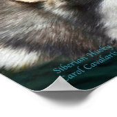 Siberian Husky Art Poster/Print Poster (Hoek)