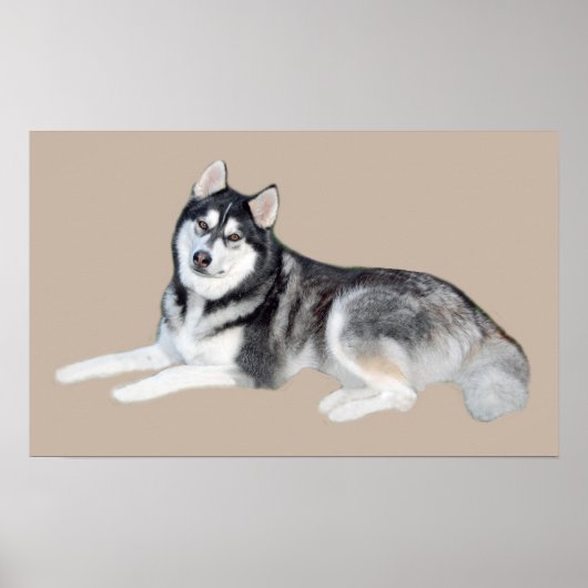 Siberian Husky Beauful Print (Voorkant)