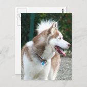 Siberian Husky Briefkaart (Voorkant / Achterkant)