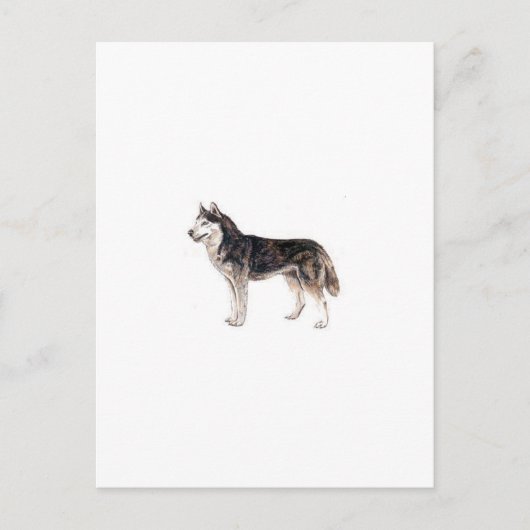 Siberian Husky Briefkaart (Voorkant)