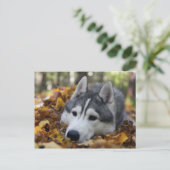 Siberian Husky Briefkaart (Staand voorkant)