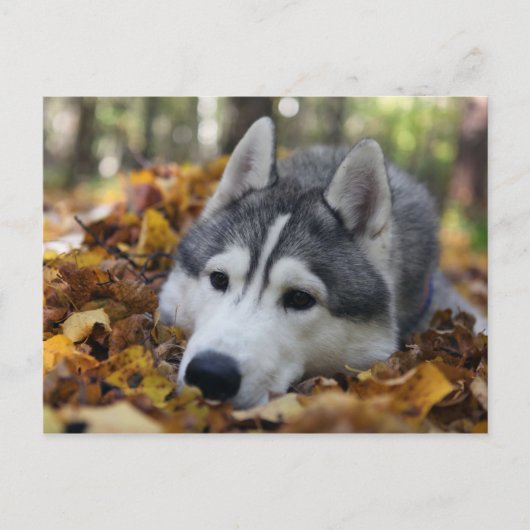 Siberian Husky Briefkaart (Voorkant)