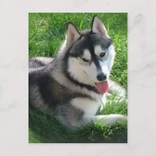 Siberian Husky Dog Briefkaart