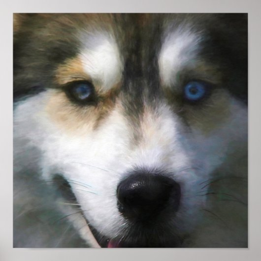 SIBERIAN HUSKY DOG "FAR EYES" POSTER (Voorkant)